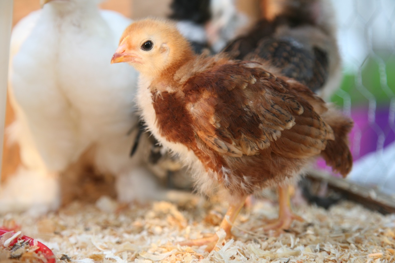 No spring chicken