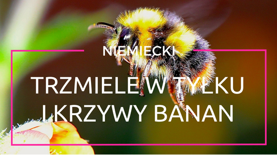 trzmiele w tyłku